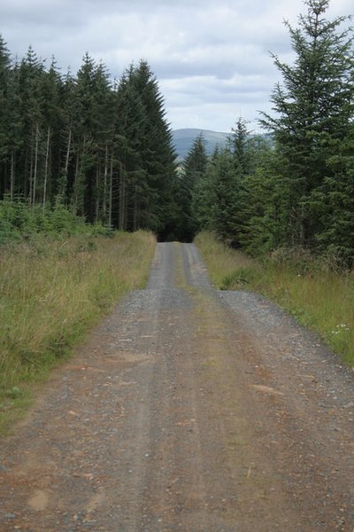 File:Forest Track - geograph.org.uk - 508823.jpg