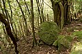 楠川歩道の森