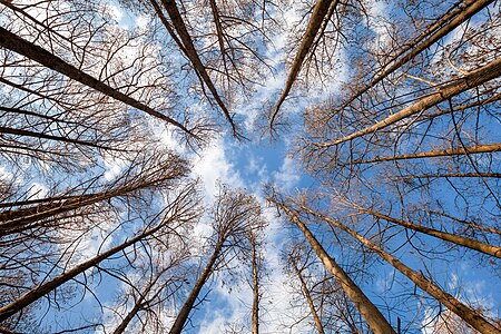 Forest of metasequoia glyptostroboides at at Nagai Botanical Garden, February 2024 - 8010