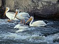 American White Pelicans at the Rapids of the Drowned