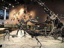 Skeletons at different growth stages on display, the Natural History Museum of Utah Fossil displays - Natural History Museum of Utah - DSC07215.JPG