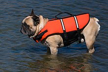 French bulldog wearing a life jacket French bulldog in life jacket.jpg