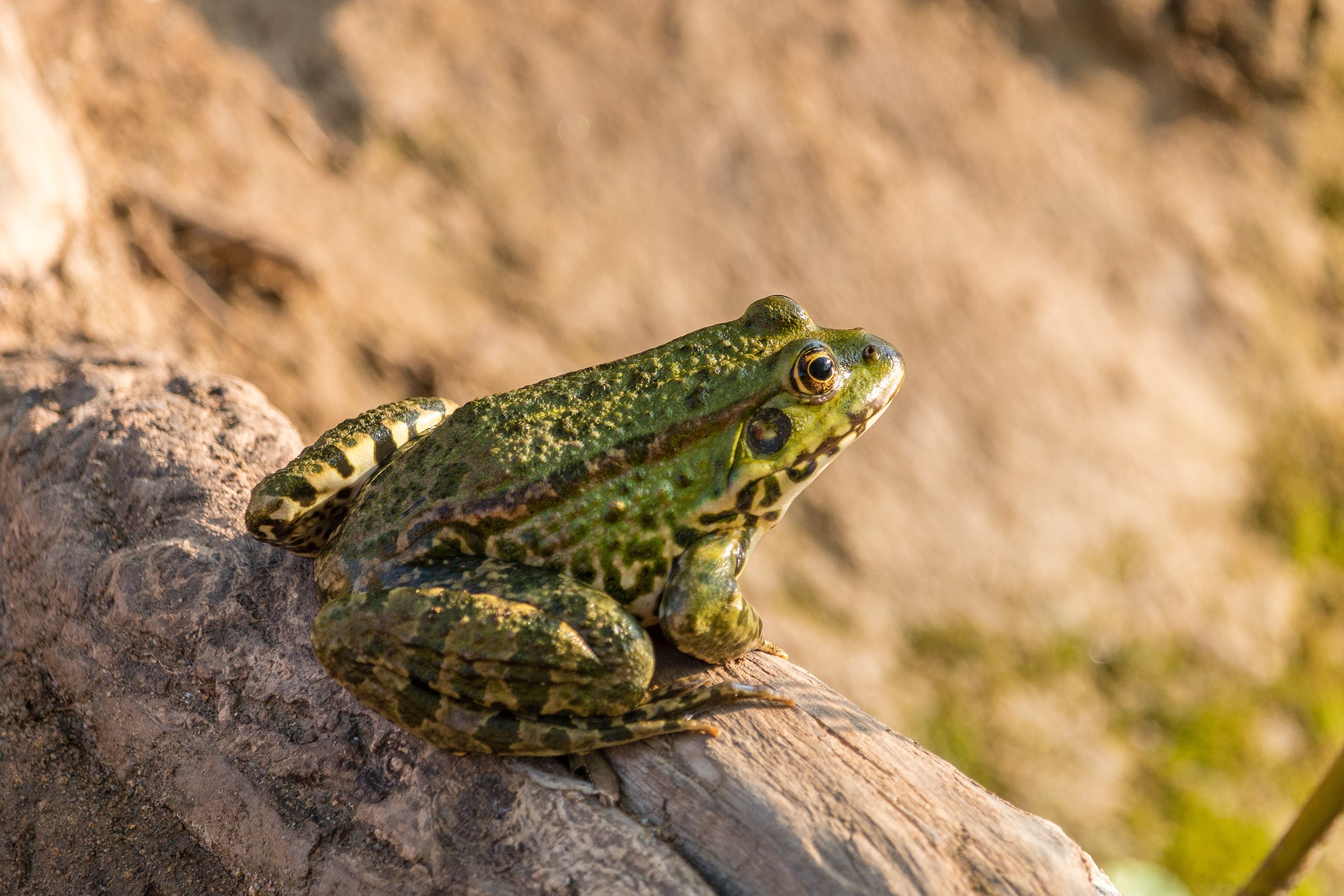 File:Frog gigging with homemade frog gigs.jpg - Wikimedia Commons