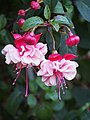 Fuchsia 'R.A.F.', Fuksja 'R.A.F.', 2017-10-15