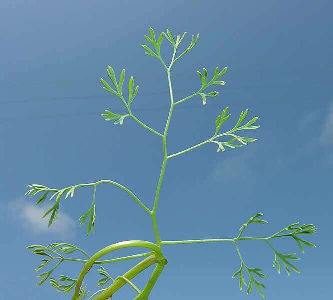 File:Fumaria parviflora leaf (01).jpg