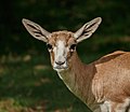 * Nomination Persian gazelle, Gazella subgutturosa subgutturosa, Karlsruhe Zoo --Llez 05:50, 11 December 2019 (UTC) * Promotion  Support Good quality.--Agnes Monkelbaan 06:01, 11 December 2019 (UTC)