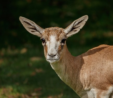 Gazella subgutturosa subgutturosa