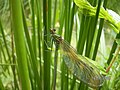 Calopteryx splendens