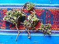 Miniatura para Gentianella albu-rosea