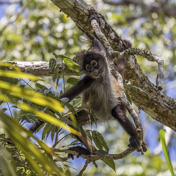 File:Geoffroy's spider monkey (Ateles geoffroyi yucatanensis) juvenile Peten.jpg