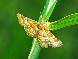 Geometridae - Emmiltis pygmaearia (perempuan).JPG