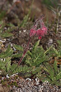 <i>Geum triflorum</i>