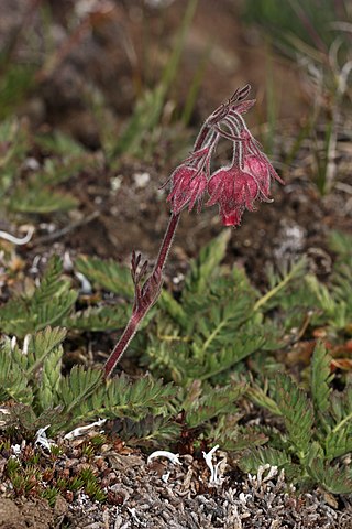 <i>Geum triflorum</i> Species of flowering plant