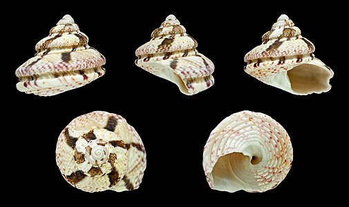 Gibbula fanulum