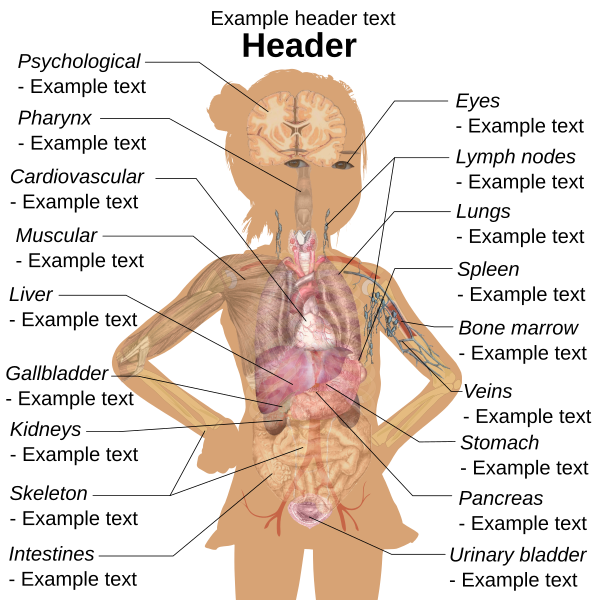 female human anatomy diagram organs