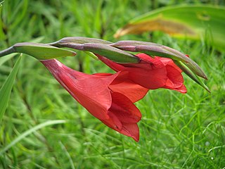 <i>Gladiolus flanaganii</i> Species of flowering plant