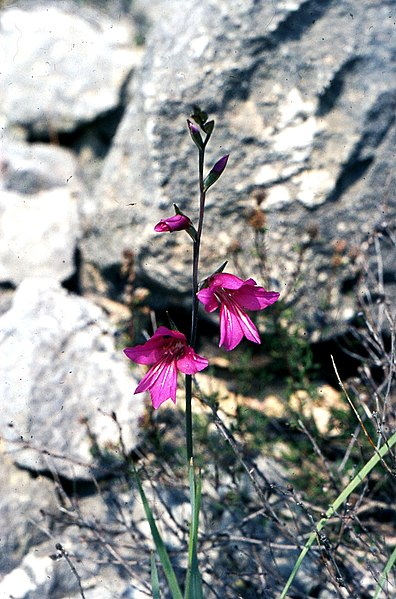 File:Gladiolus illyricus Koch (6525307063).jpg