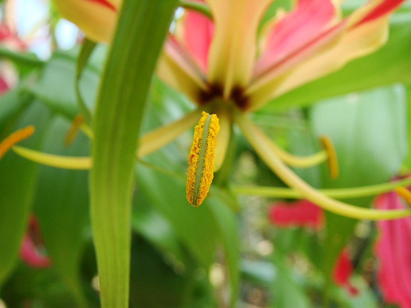 File:Gloriosa superba (BG Zurich)-04.JPG