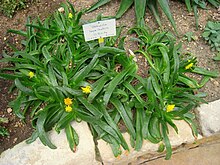 Glottiphyllum longum - Берлин ботаникалық бағы - IMG 8772.JPG