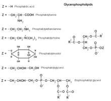 Glycerophospholipids.png