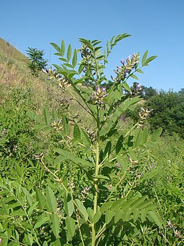 Igazi édesgyökér (Glycyrrhiza glabra)