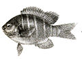 Glyphidodon notatus