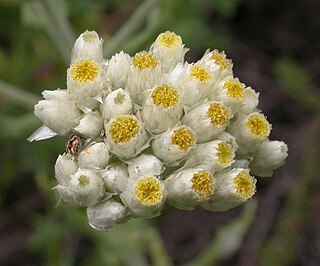 <i>Pseudognaphalium californicum</i> Species of plant