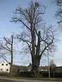 Sommerlinde (Tilia platyphyllos)