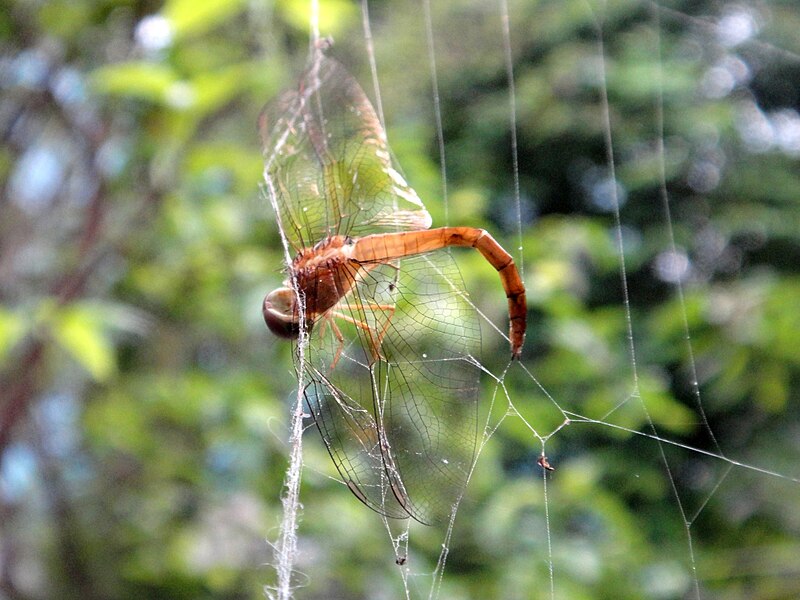 File:Grasshopper in Spider Web.jpg