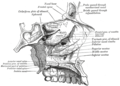 Tetto, pavimento e parete laterale della cavità nasale sinistra