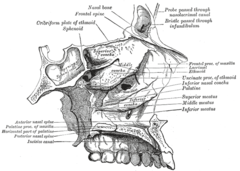 Roof, floor, and lateral wall of left nasal cavity.
