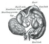 Mensch Embryogenese: Unterteilung in drei Phasen, Blastogenese, Embryogenese