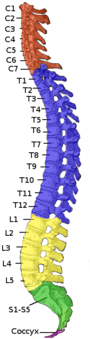 A human spinal column