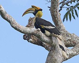 Great Hornbill (Buceros bicornis) - Flickr - Lip Kee (1).jpg
