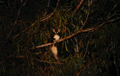 Greater Glider Petauroides volans.png