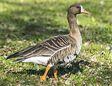 Greater white-fronted goose in California Greater white-fronted goose (cropped).jpg