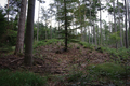 English: Tumulus near Auerberg Schwarz, Grebenau, Hesse, Germany