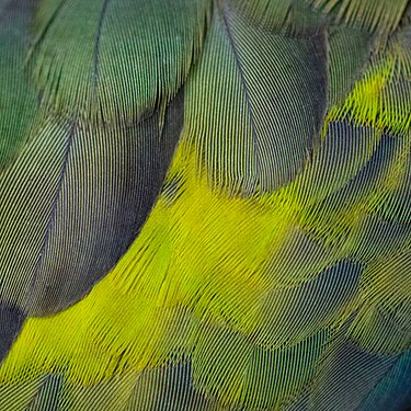 Macro of green bird feathers