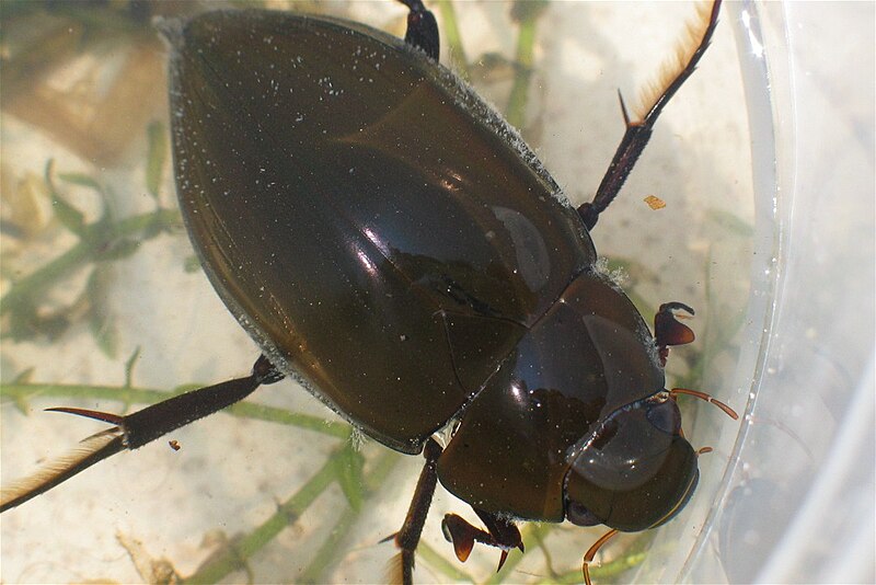 File:Großer Kolbenwasserkäfer (Hydrophilus piceus).jpg