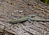 Guadarrama Wall Lizard (Podarcis guadarramae) male (14487390465).jpg