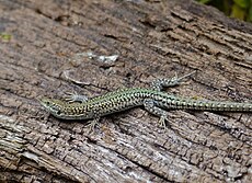 Lézard des murailles de Guadarrama (Podarcis guadarramae) mâle (14487390465) .jpg