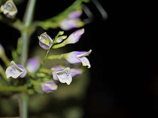 <i>Gymnostachyum warrieranum</i> Species of flowering plant