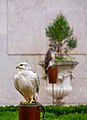 Image 592Gyrfalcon (Falco rusticolus), Mafra National Palace, Mafra, Portugal