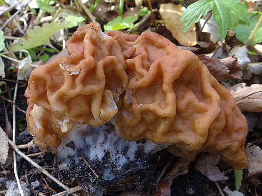 Gyromitra gigas BPN1