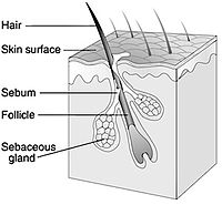 integumentary system diagram for kids