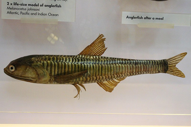 File:Hal - Lampanyctus crocodilus - 1.jpg