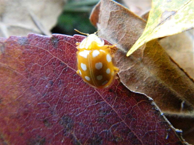 File:Halyzia sedecimguttata 13.jpg