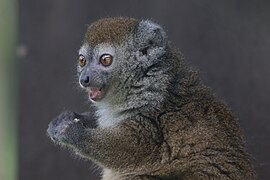 Grey Hapalemur (Hapalemur griseus), Parc Zoologique de Paris.jpg