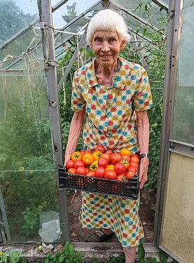 Old gardener is harvesting greenhouse tomatoes in Estonia