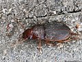 Harpalus luteicornis (Duftschmid, 1812)